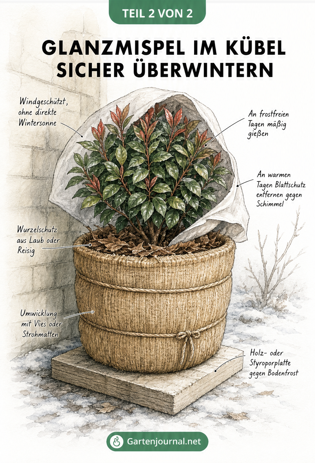 Illustration einer Glanzmispel im Topf mit Winterschutz aus Vlies, Strohmatten und Styroporplatte