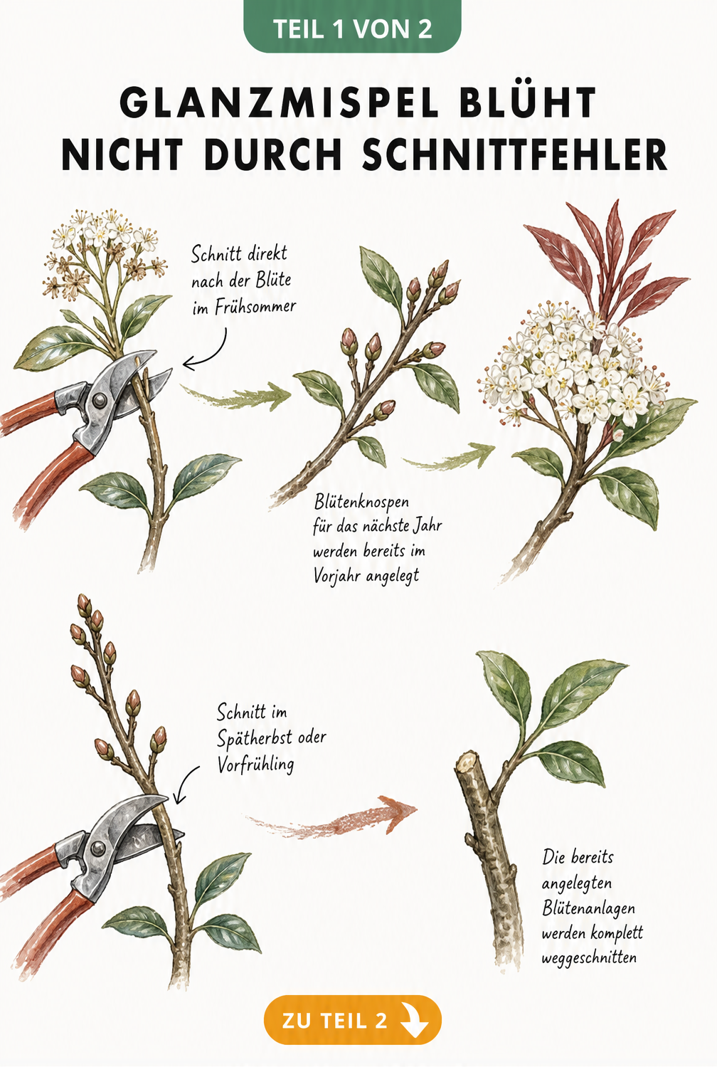 Botanische Illustration eines Glanzmispel-Astes, die den Unterschied zwischen einem korrekten Schnitt nach der Blüte und einem falschen Schnitt im Spätherbst...