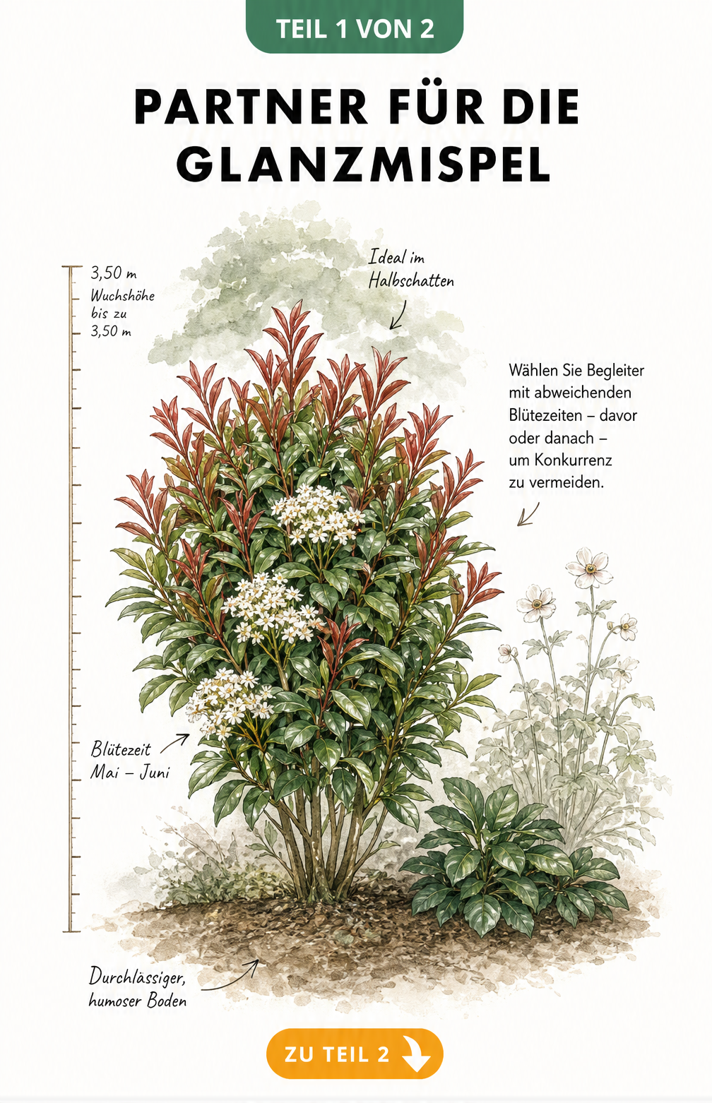 Botanische Illustration einer Glanzmispel mit Messlatte für Wuchshöhe und Hinweisen zu Boden und Standort