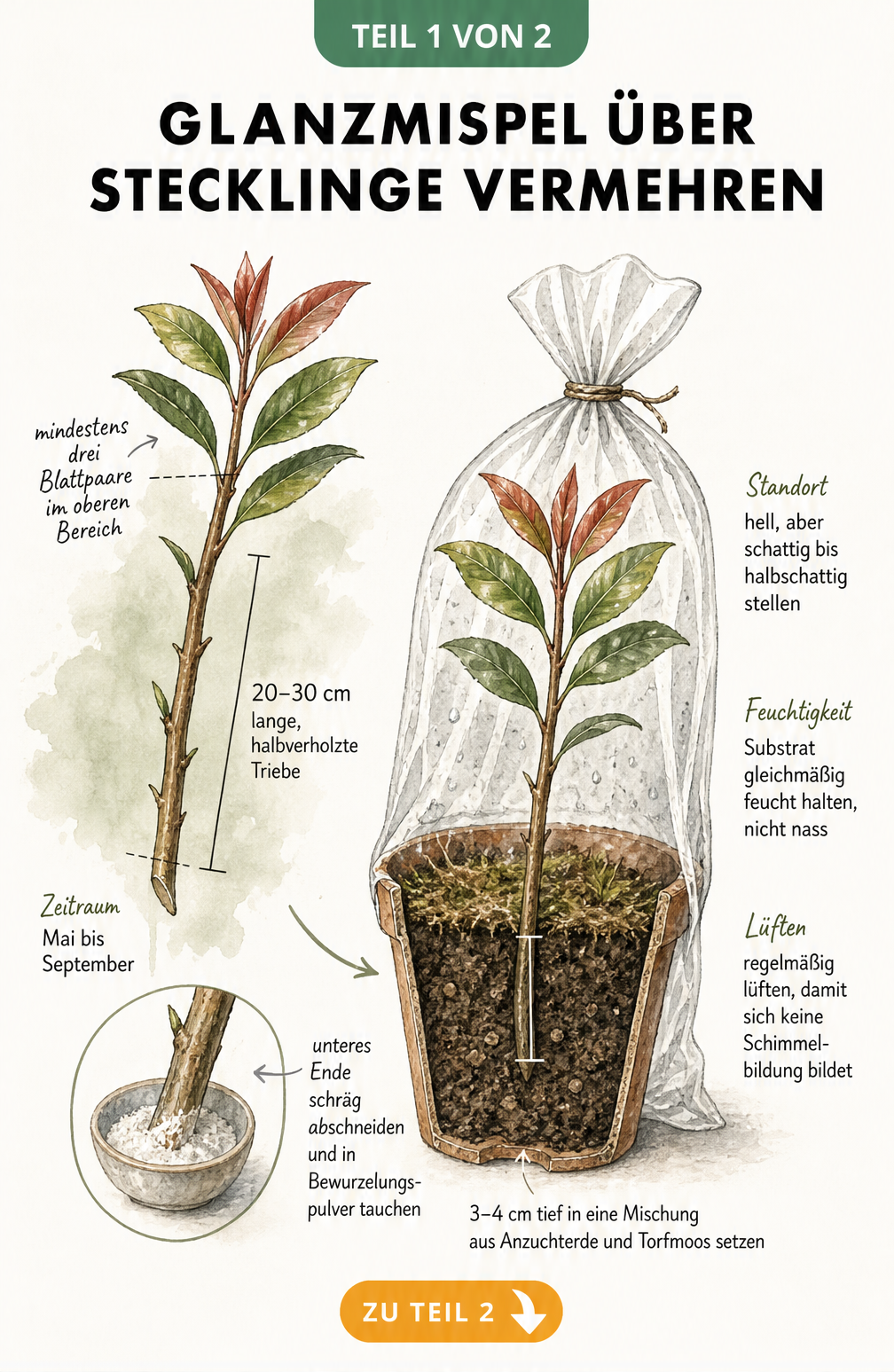 Illustration eines Glanzmispel-Stecklings mit Maßangaben und einem Querschnitt des Pflanzgefäßes mit Anzuchterde und Plastiktüte