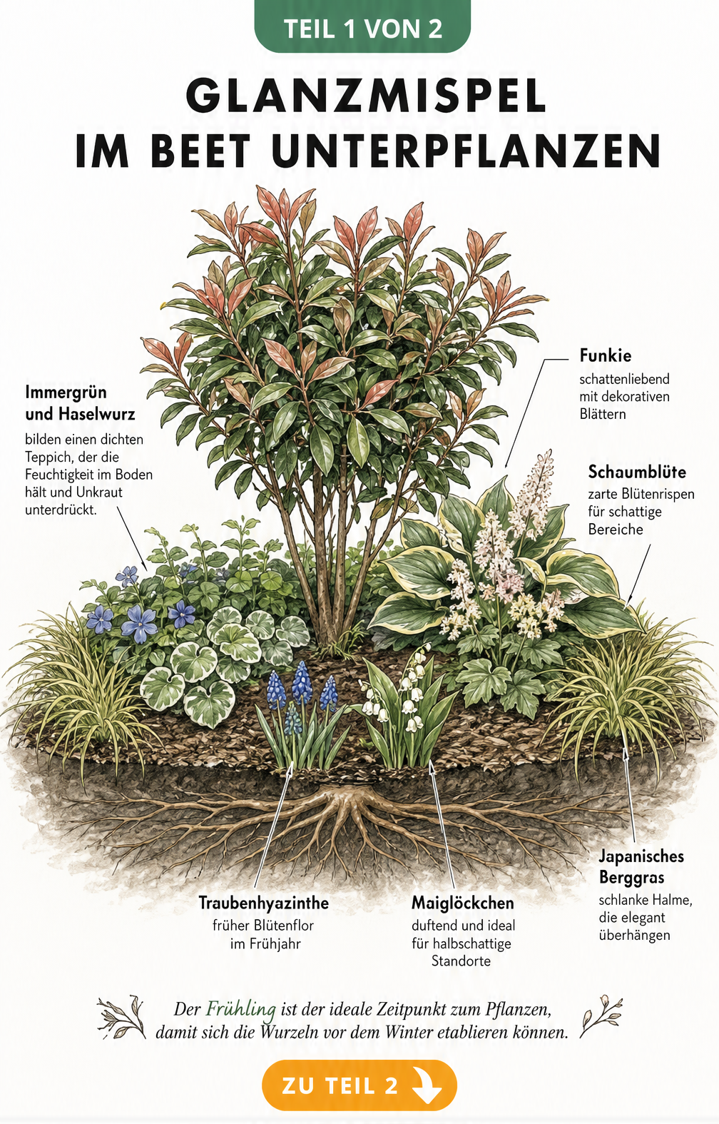 Botanische Illustration einer Glanzmispel mit flachem Wurzelsystem und Unterpflanzung durch Bodendecker, Stauden und Frühlingszwiebeln