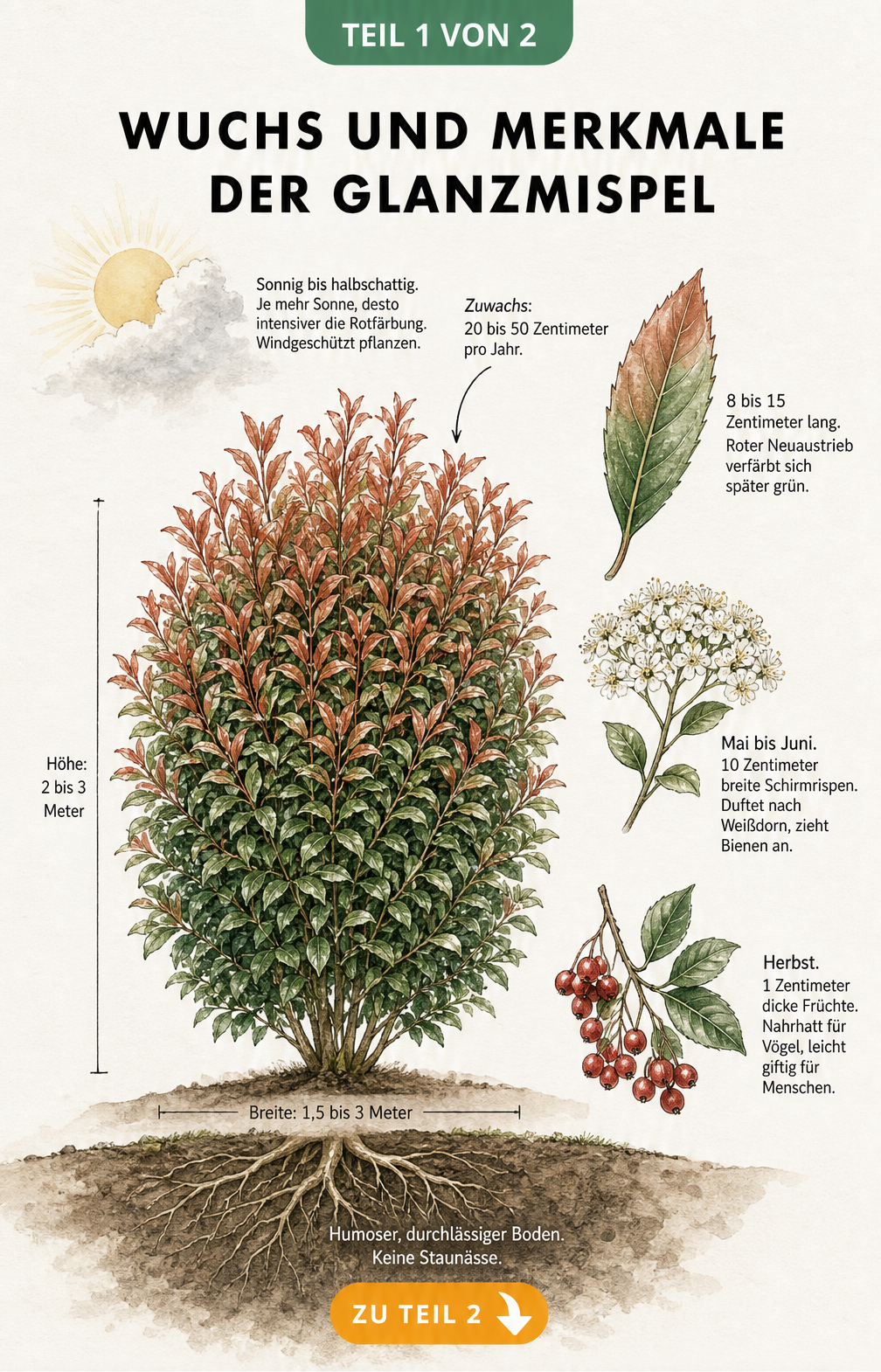Botanische Illustration der Glanzmispel mit Wuchshöhe, Blättern, Blüten und Beeren sowie Hinweisen zu Boden und Standort.