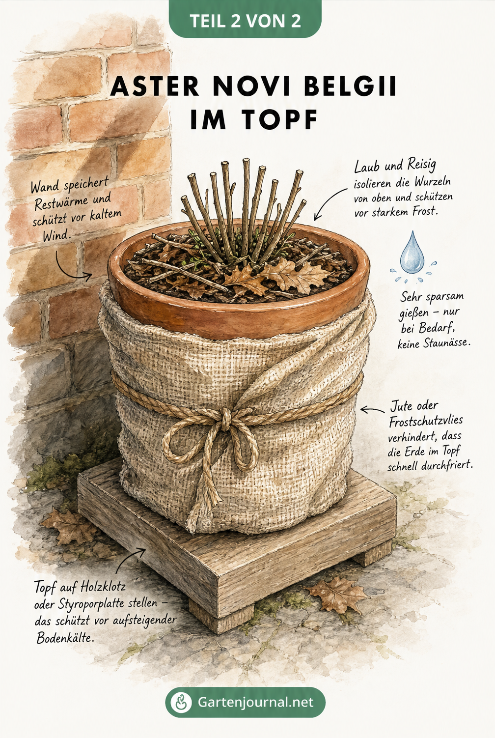 Illustration einer zurückgeschnittenen Glattblattaster im Terrakotta-Topf, umwickelt mit Jute, auf einem Holzblock vor einer Backsteinwand.