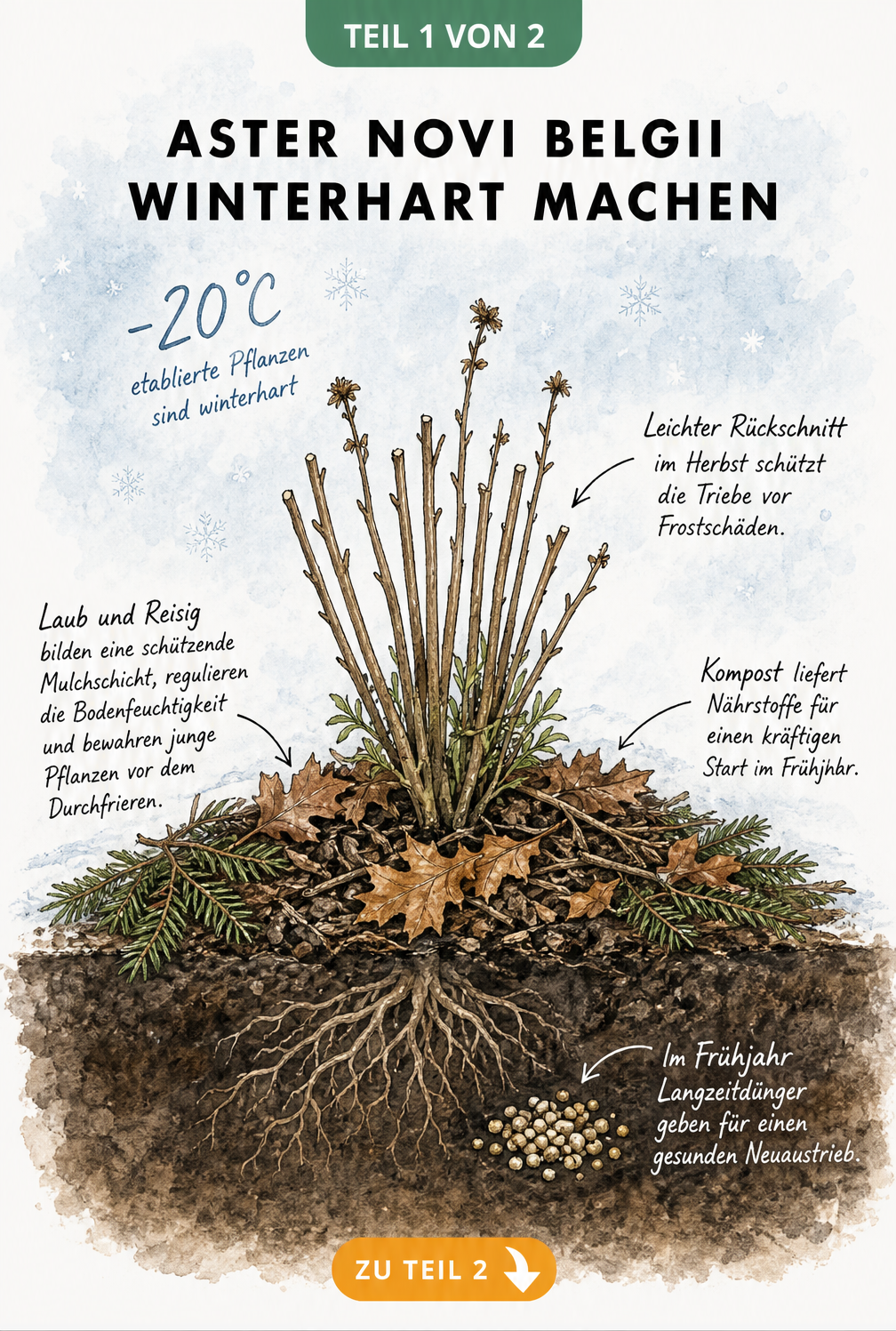 Botanische Querschnitts-Illustration einer Glattblattaster im Winterbeet mit Mulchschicht, Kompost und Temperaturangabe von -20 Grad.