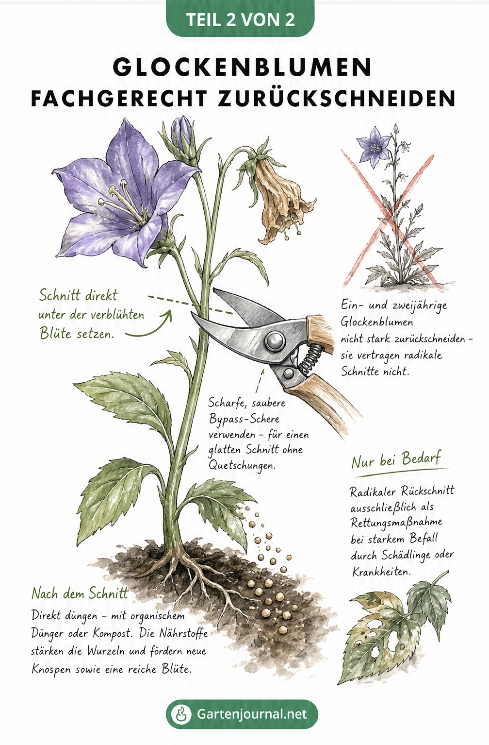 Detailzeichnung eines Glockenblumenstängels, der mit einer Gartenschere unterhalb der verwelkten Blüte abgeschnitten wird, inklusive Düngergabe