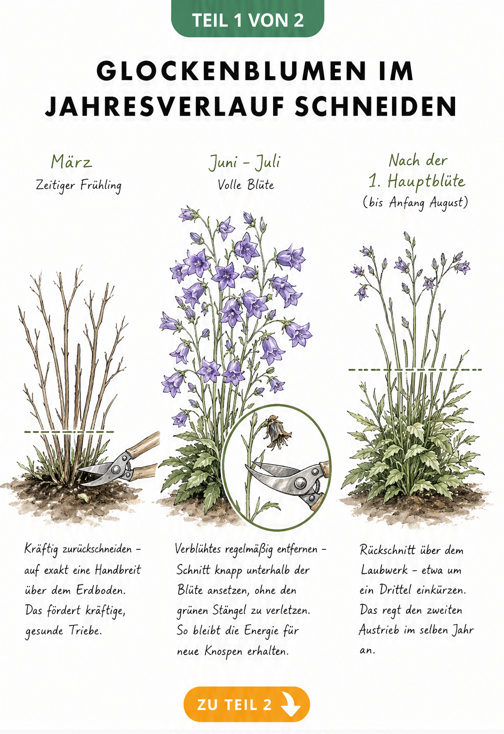 Botanische Illustration einer mehrjährigen Glockenblume in drei Entwicklungsstadien mit Schnittmarkierungen im Frühjahr, Sommer und nach der Hauptblüte