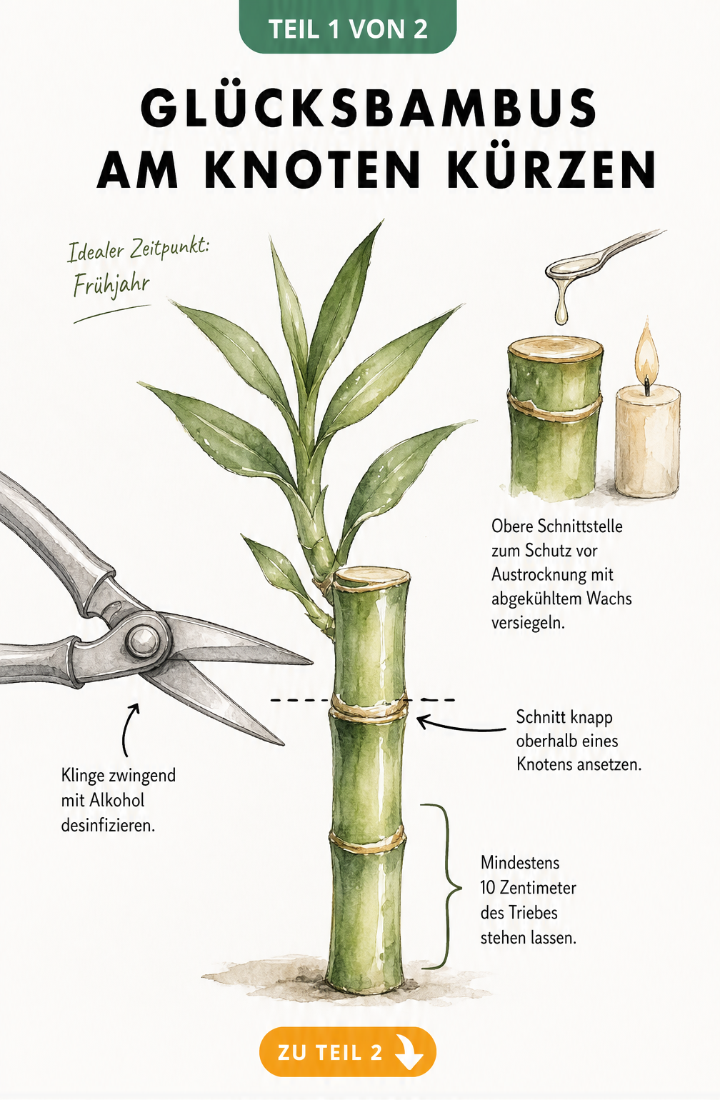Illustration eines Glücksbambus-Stängels, der mit einer desinfizierten Gartenschere knapp über einem Knoten abgeschnitten wird.