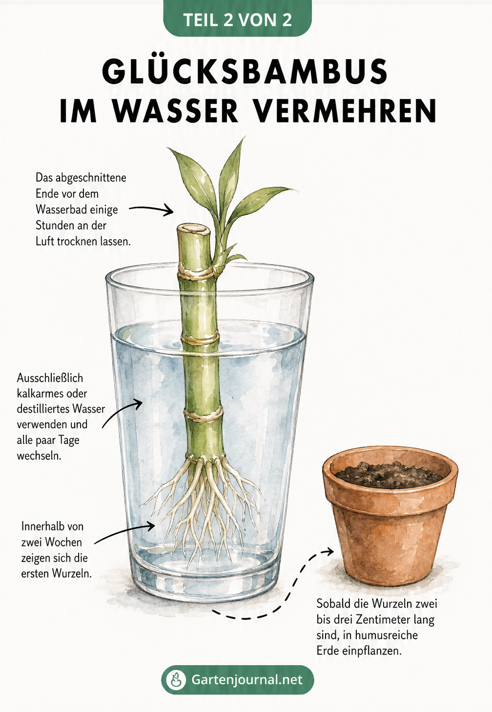 Querschnitt eines Wasserglases, in dem ein abgeschnittener Glücksbambus-Trieb neue Wurzeln bildet.