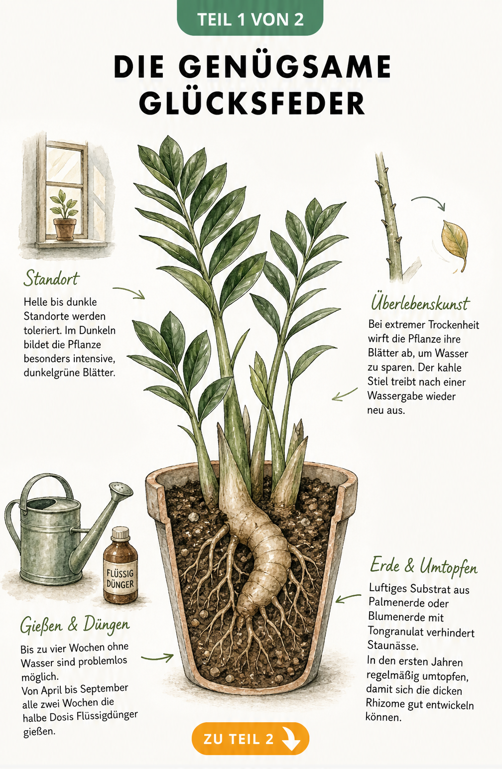 Botanische Illustration einer Glücksfeder im Querschnitt mit Hinweisen zu Standort, Gießen, Düngen und Substrat