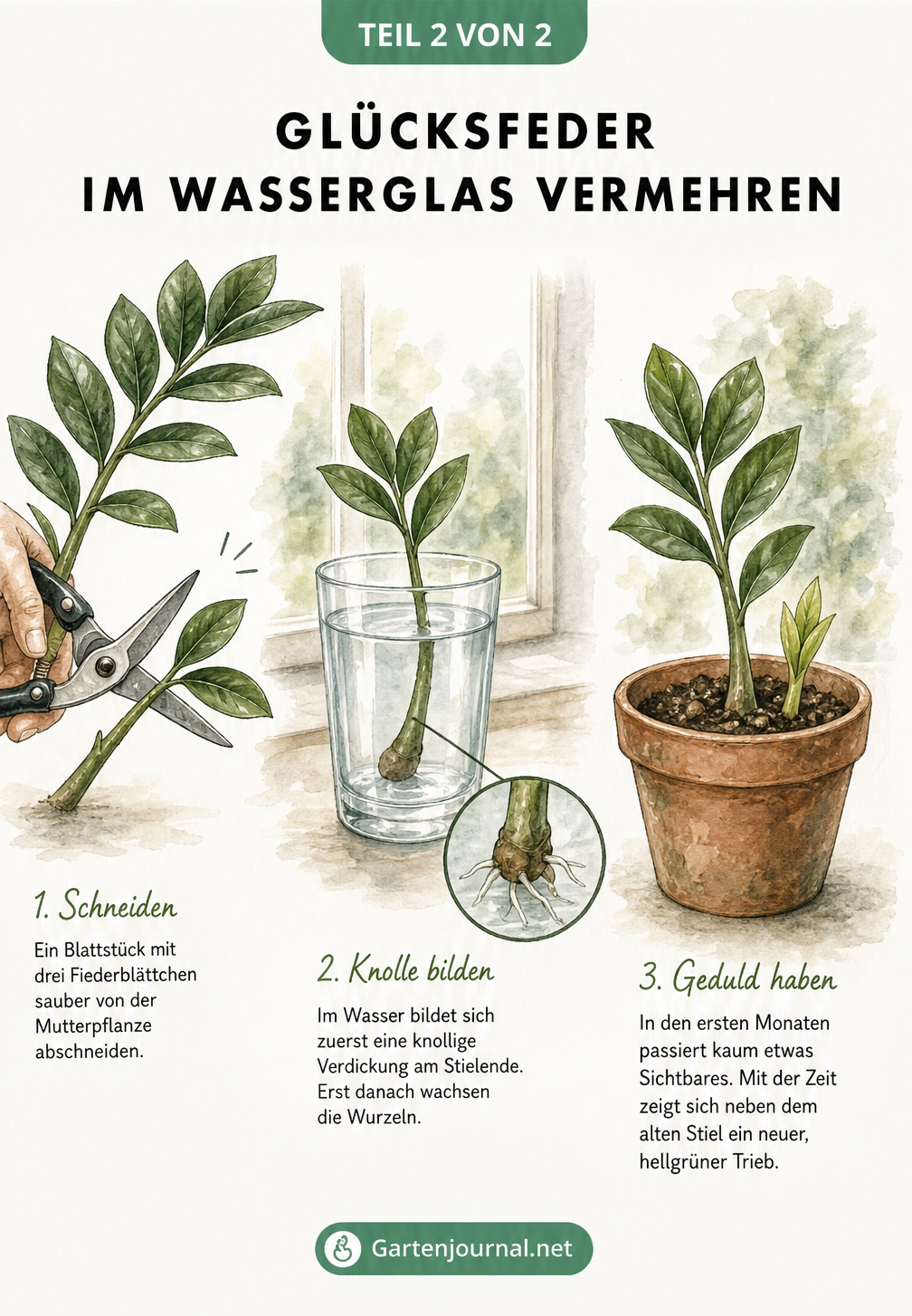 Aquarell-Zeichnung zur Vermehrung der Glücksfeder im Wasserglas vom Steckling bis zur Jungpflanze