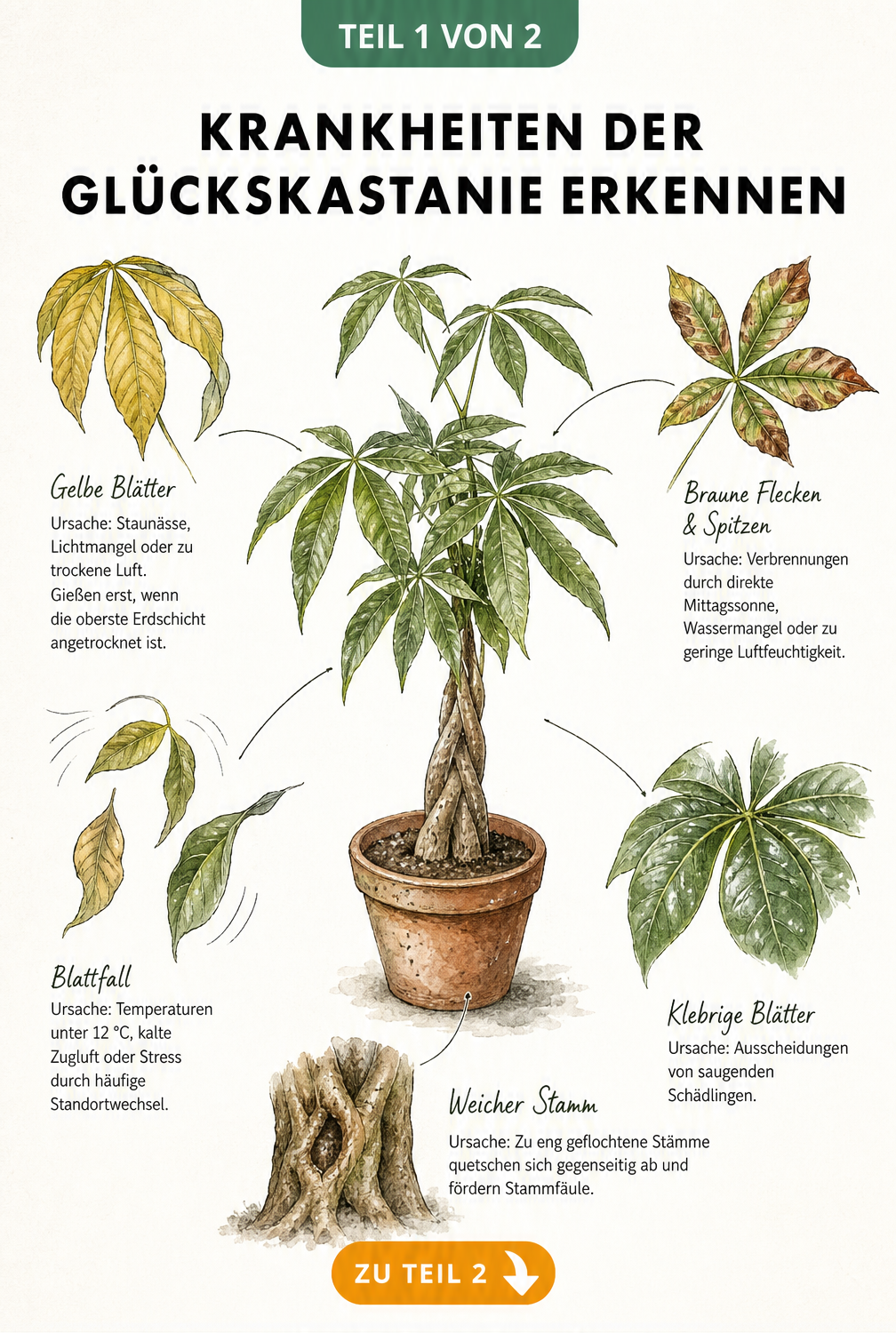 Botanische Illustration einer Glückskastanie mit Detailzeichnungen zu Symptomen wie gelben Blättern, braunen Flecken und weichem Stamm