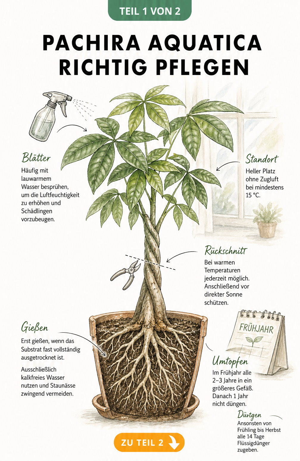 Botanische Illustration einer Glückskastanie im Querschnitt mit Pflegetipps zu Gießen, Düngen und Standort