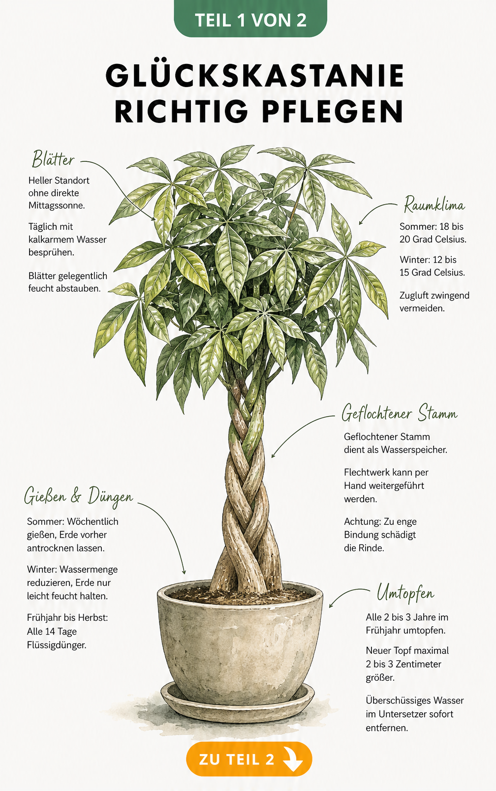 Botanische Illustration einer Glückskastanie mit geflochtenem Stamm und Pflegehinweisen zu Standort, Gießen, Temperatur und Umtopfen.