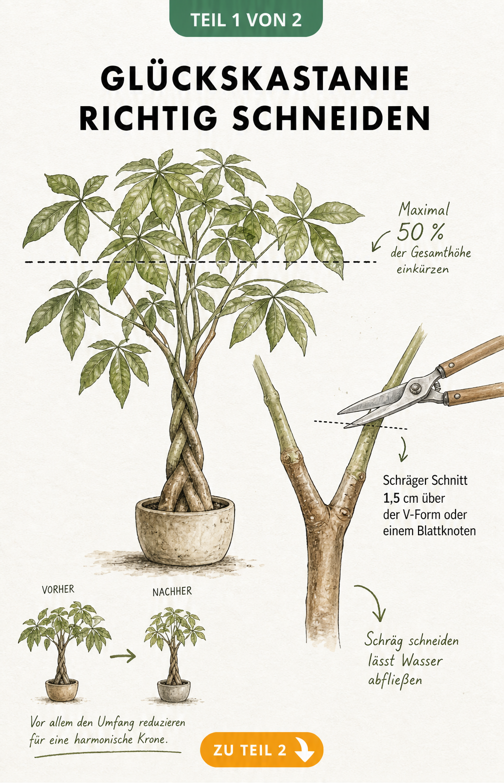 Illustration einer Glückskastanie mit Markierung für den Rückschnitt und Detailansicht der Schnitttechnik an einer Astgabelung