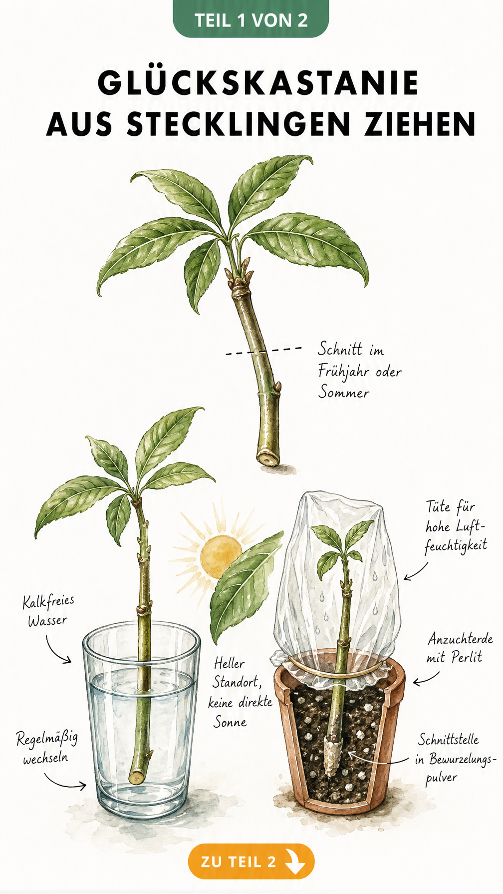 Illustration zur Vermehrung der Glückskastanie durch Stecklinge, die den Schnitt unterhalb eines Blattknotens sowie die Bewurzelung in Wasser und Erde zeigt.