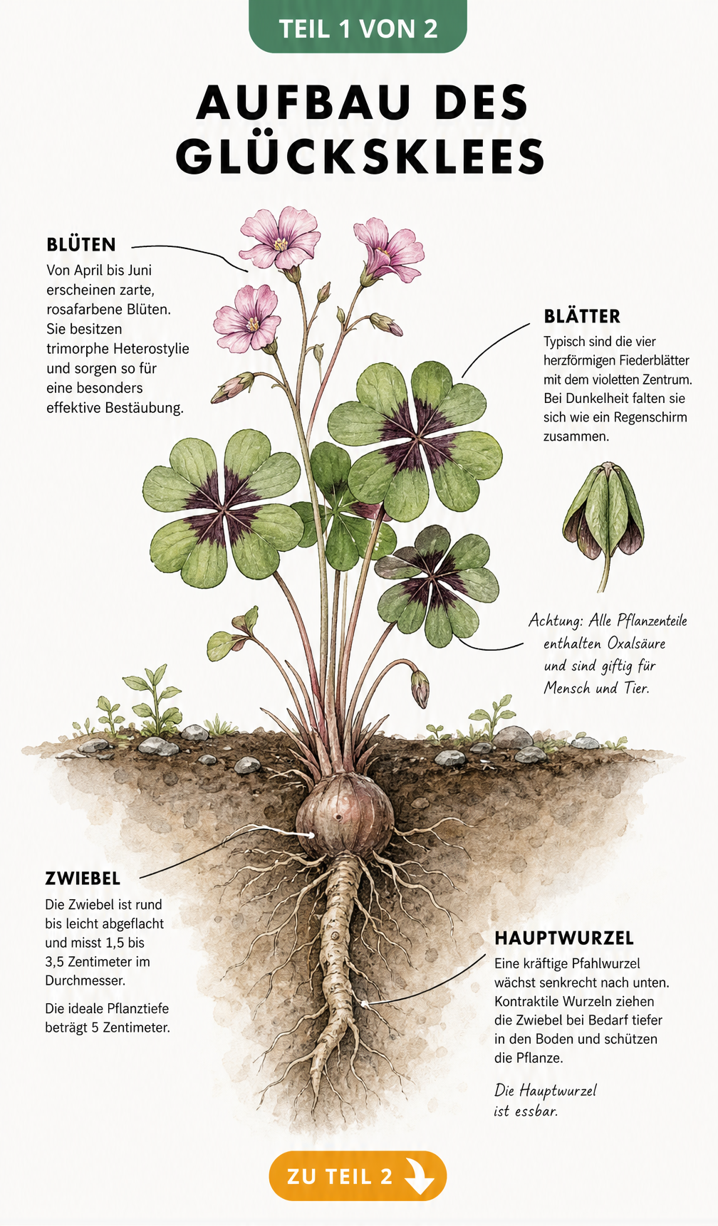Botanische Illustration des Glücksklees im Querschnitt mit Wurzeln, Zwiebel, Blättern und Blüten