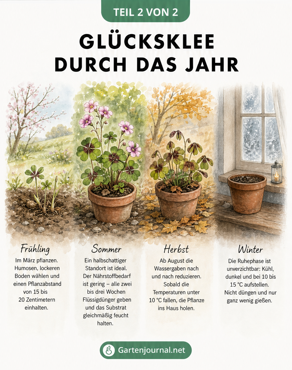 Illustration des Lebenszyklus von Glücksklee durch die vier Jahreszeiten