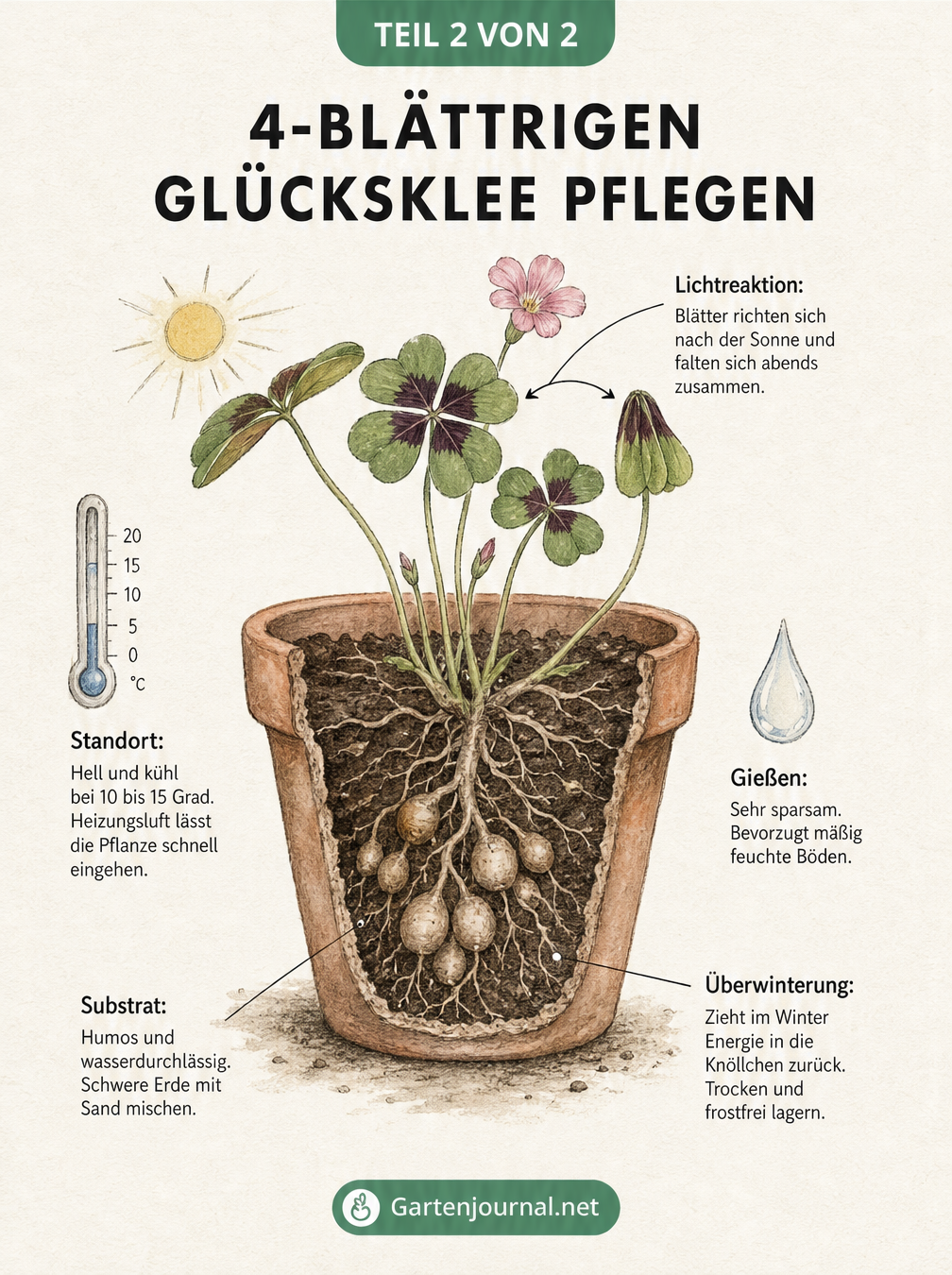 Illustration zur Pflege und Überwinterung von vierblättrigem Glücksklee im Topf