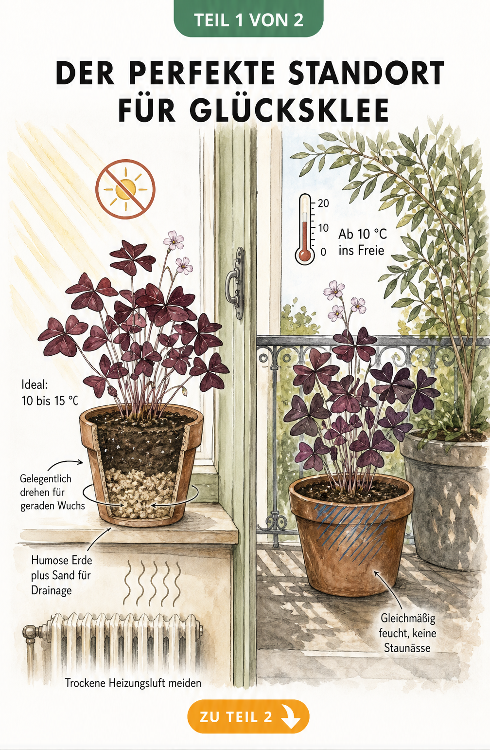 Illustration eines Fensters mit Glücksklee im Topf auf der Fensterbank und auf dem Balkon, mit Hinweisen zu Temperatur und Licht.