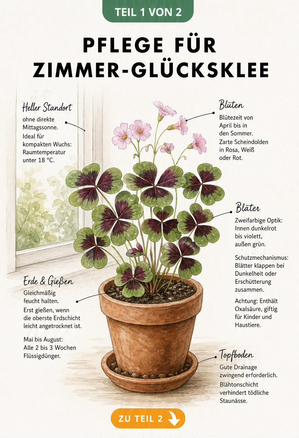 Botanische Illustration eines Glücksklees im Terrakotta-Topf mit Pflegehinweisen zu Standort, Gießen und Düngen