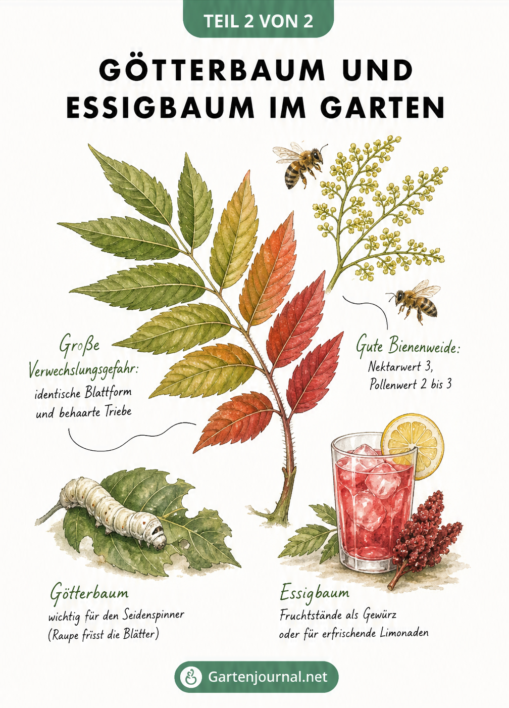 Illustration eines gefiederten Blattes mit Herbstfärbung, Blütenstand und Bienen