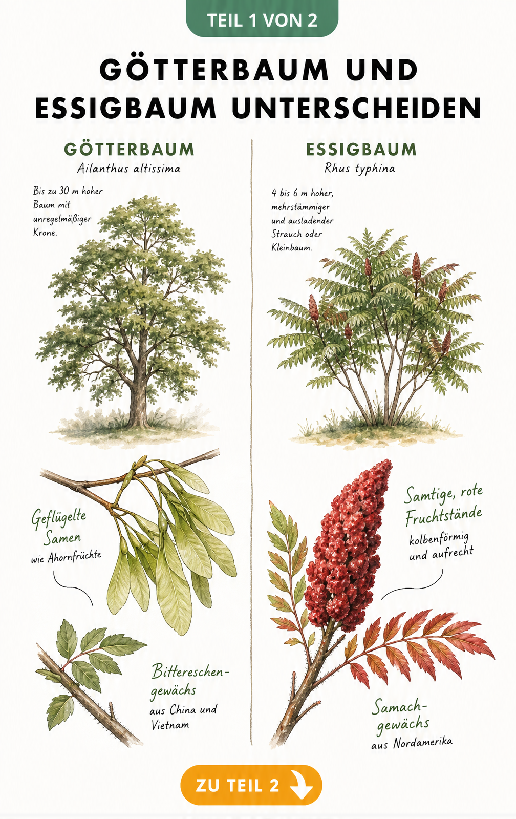 Botanische Illustration von Götterbaum und Essigbaum mit Wuchsformen, Samen und Früchten