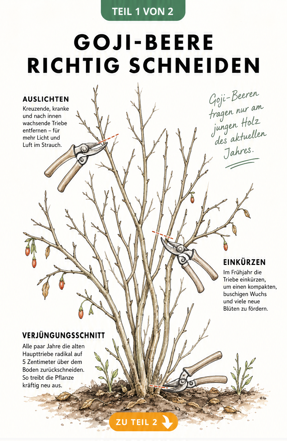 Botanische Illustration eines Goji-Strauchs, die das Auslichten, Einkürzen und den Verjüngungsschnitt zeigt