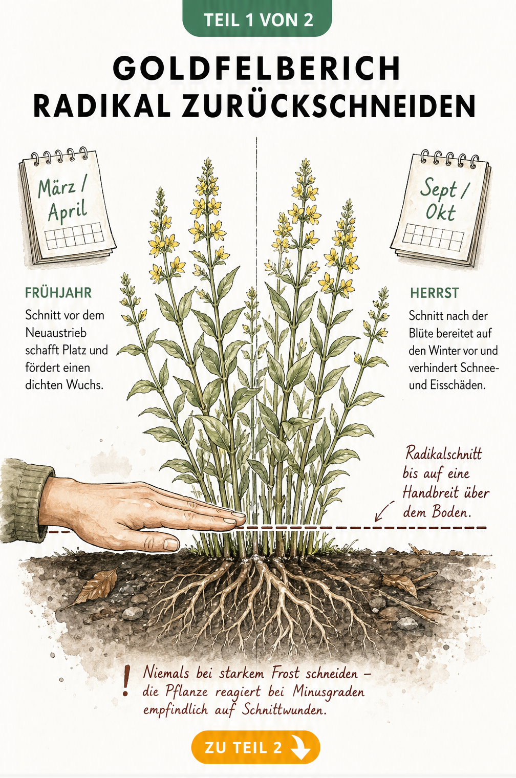Illustration eines radikalen Rückschnitts beim Goldfelberich auf eine Handbreit über dem Boden im Frühjahr oder Herbst.