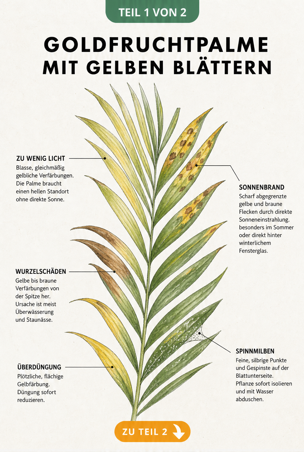 Illustration eines Palmwedels der Goldfruchtpalme mit verschiedenen Schadbildern wie gelben Blättern, braunen Flecken und Spinnmilben
