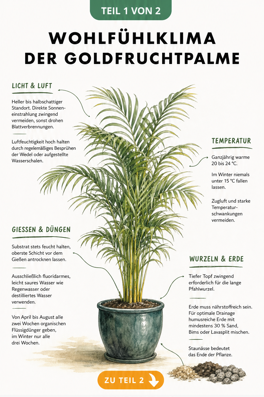 Botanische Illustration einer Goldfruchtpalme mit Pflegetipps zu Licht, Temperatur, Gießen und Erde