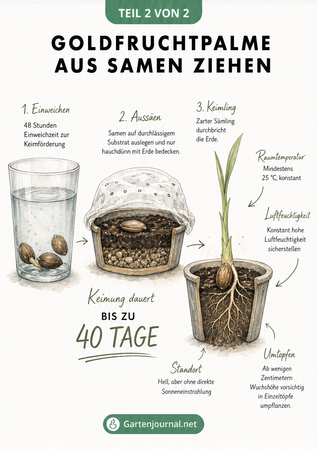Zeichnung von Palmensamen im Wasserglas, einem Anzuchttopf mit Folie und einem kleinen Sämling der Goldfruchtpalme.