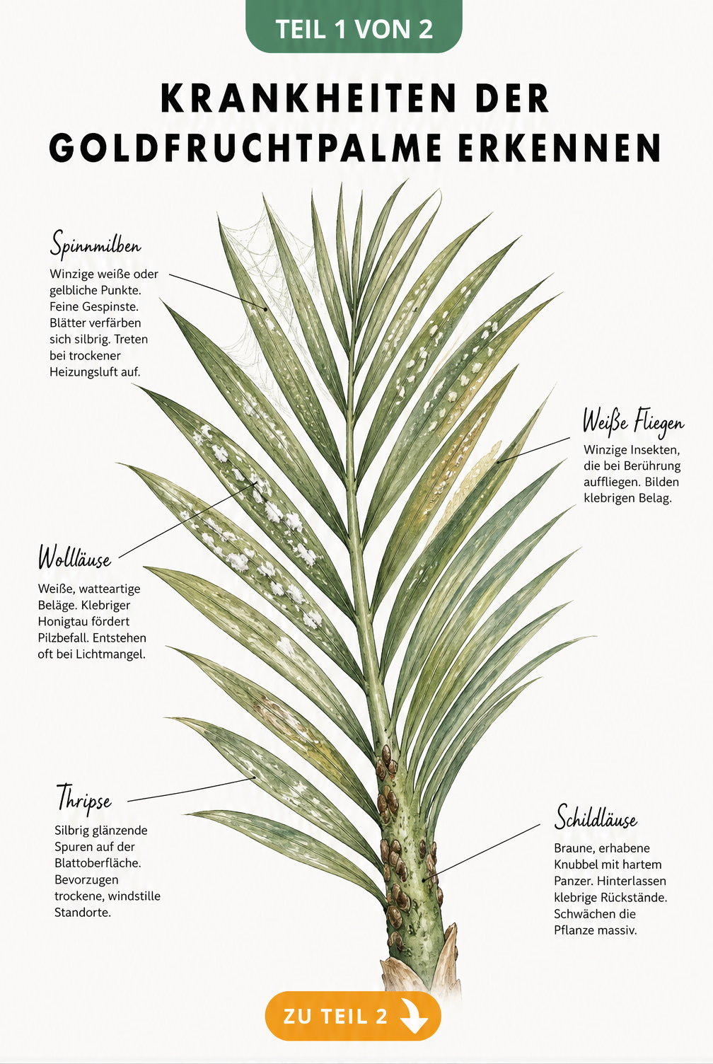 Botanische Illustration eines Goldfruchtpalmen-Wedels mit Schadbildern von Schildläusen, Spinnmilben, Wollläusen, Thripsen und Weißen Fliegen