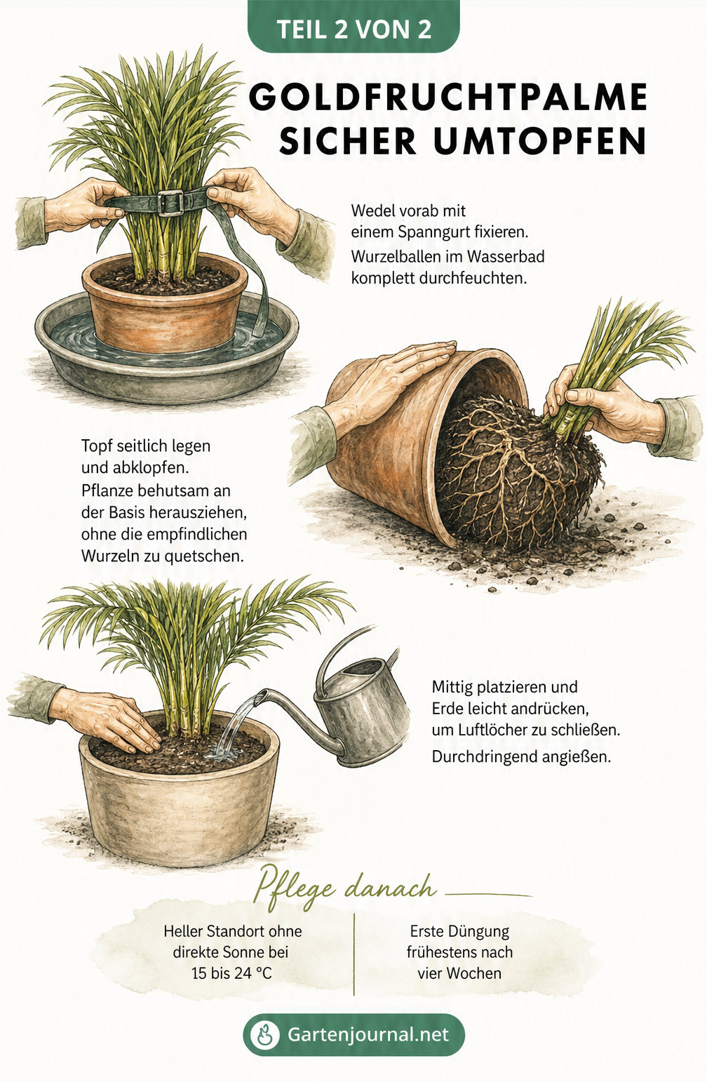 Illustration von Händen, die eine Goldfruchtpalme umtopfen: Wedel fixieren, Pflanze aus dem Topf ziehen und frische Erde andrücken
