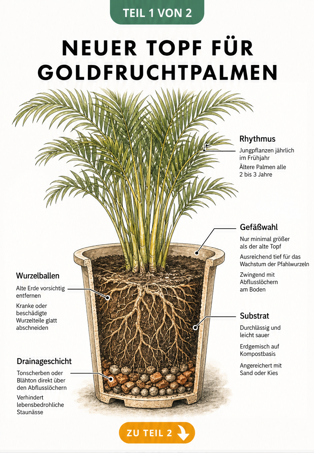 Botanische Schnittzeichnung eines bepflanzten Topfes einer Goldfruchtpalme mit Wurzelballen, Erdschichten und Drainageschicht