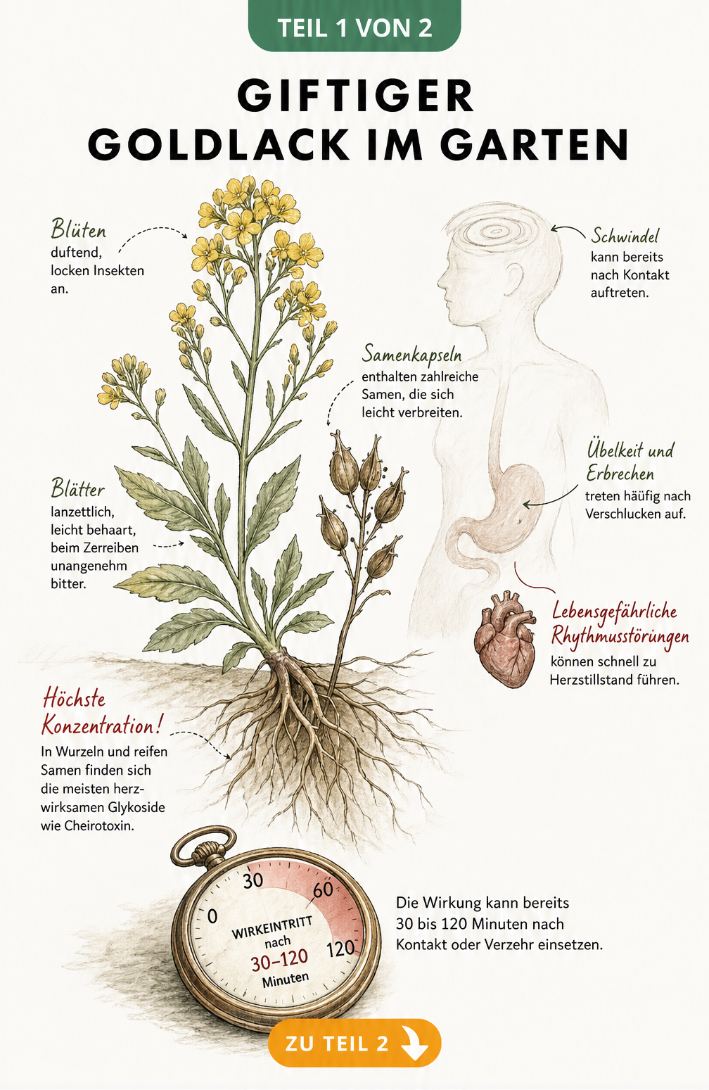Botanische Illustration des Goldlacks mit Wurzeln und Samen, die giftige Pflanzenteile und Vergiftungssymptome wie Übelkeit und Herzrhythmusstörungen zeigt.