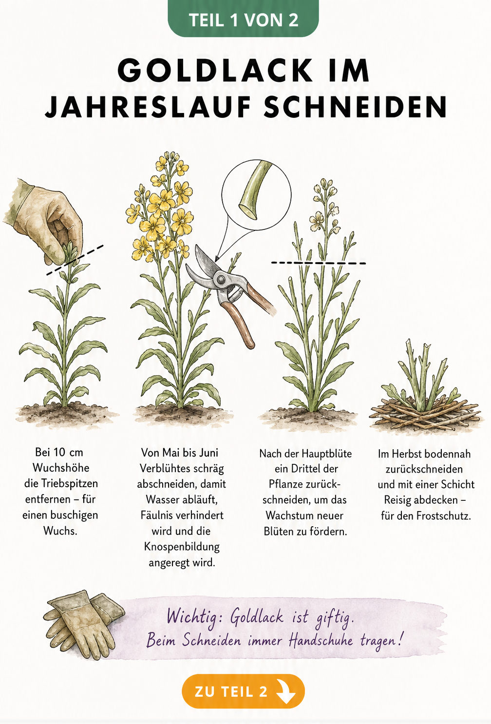 Botanische Illustration der vier Entwicklungsstadien beim Schneiden von Goldlack vom Entspitzen bis zum Herbstrückschnitt