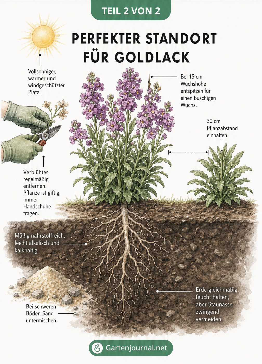Querschnitt-Illustration eines Gartenbeets mit einer blühenden Goldlack-Pflanze, die den idealen Standort und Boden zeigt