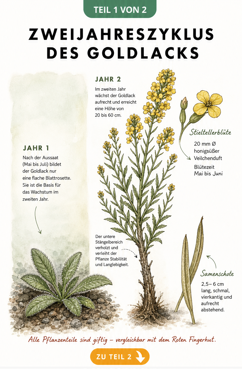 Botanische Illustration des Zweijahreszyklus von Goldlack mit Blattrosette im ersten und Blütenstand im zweiten Jahr