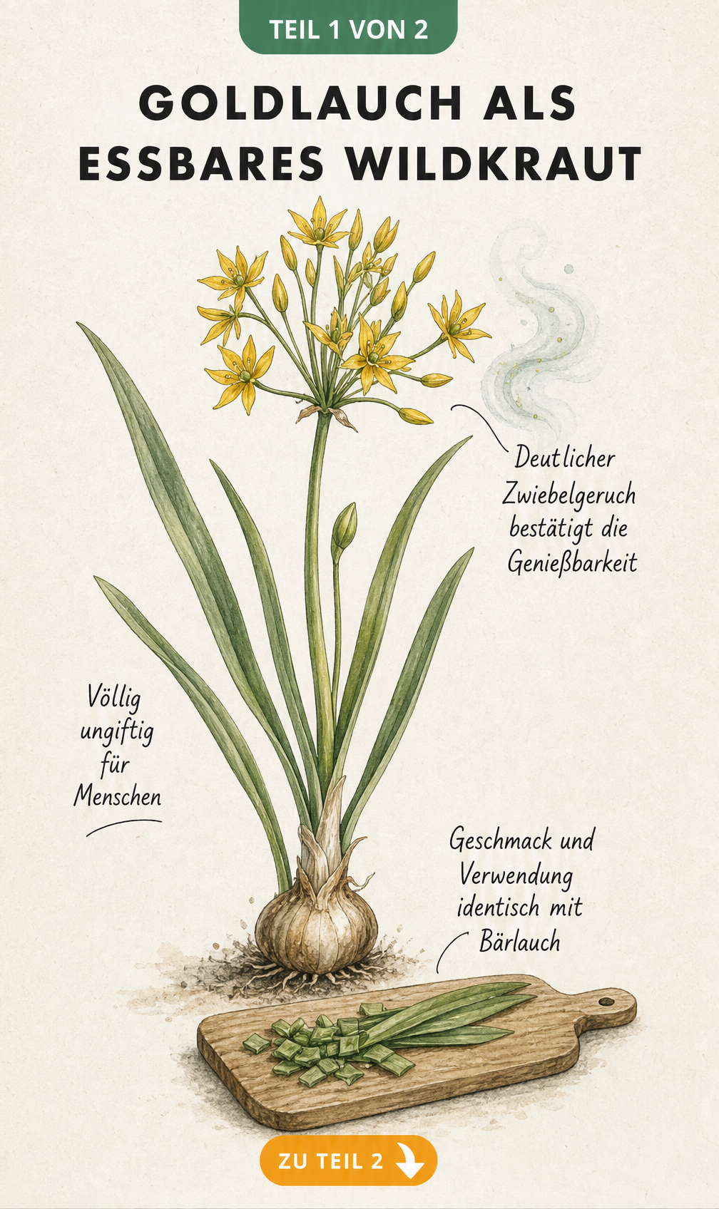 Botanische Illustration von Allium moly mit gelben Blüten und Zwiebel