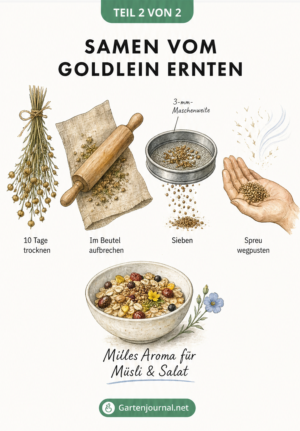 Vier Schritte zur Samengewinnung beim Goldlein: Trocknen, Aufbrechen, Sieben und Spreu wegpusten