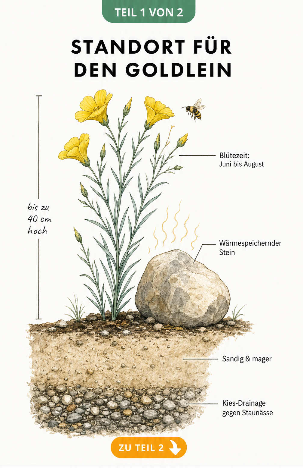 Botanische Querschnitt-Illustration des Goldleins mit Wurzeln in sandigem Boden und wärmespeicherndem Stein