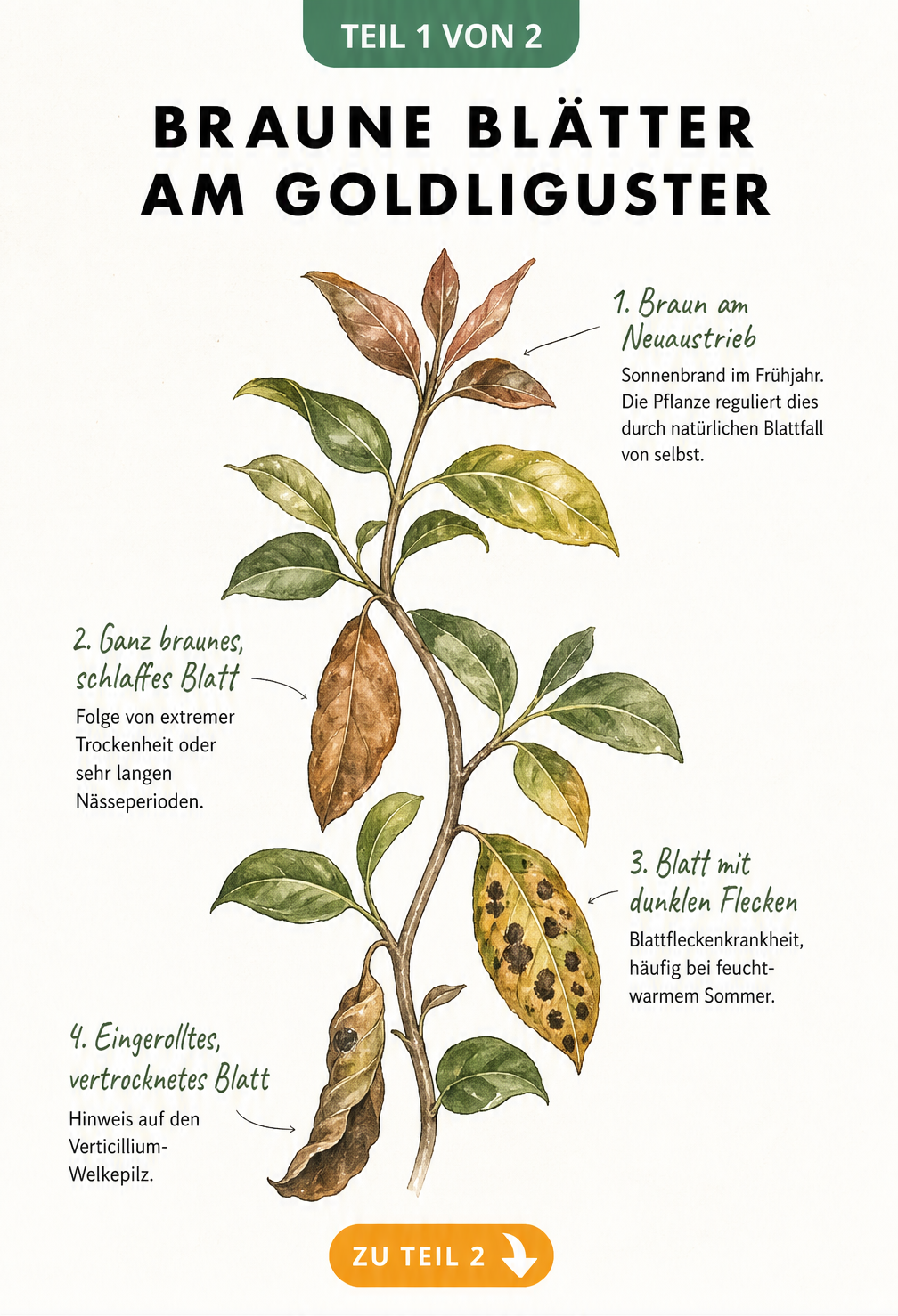 Botanische Illustration eines Goldliguster-Zweigs mit verschiedenen Stadien brauner Blätter, von Sonnenbrand bis Pilzbefall.