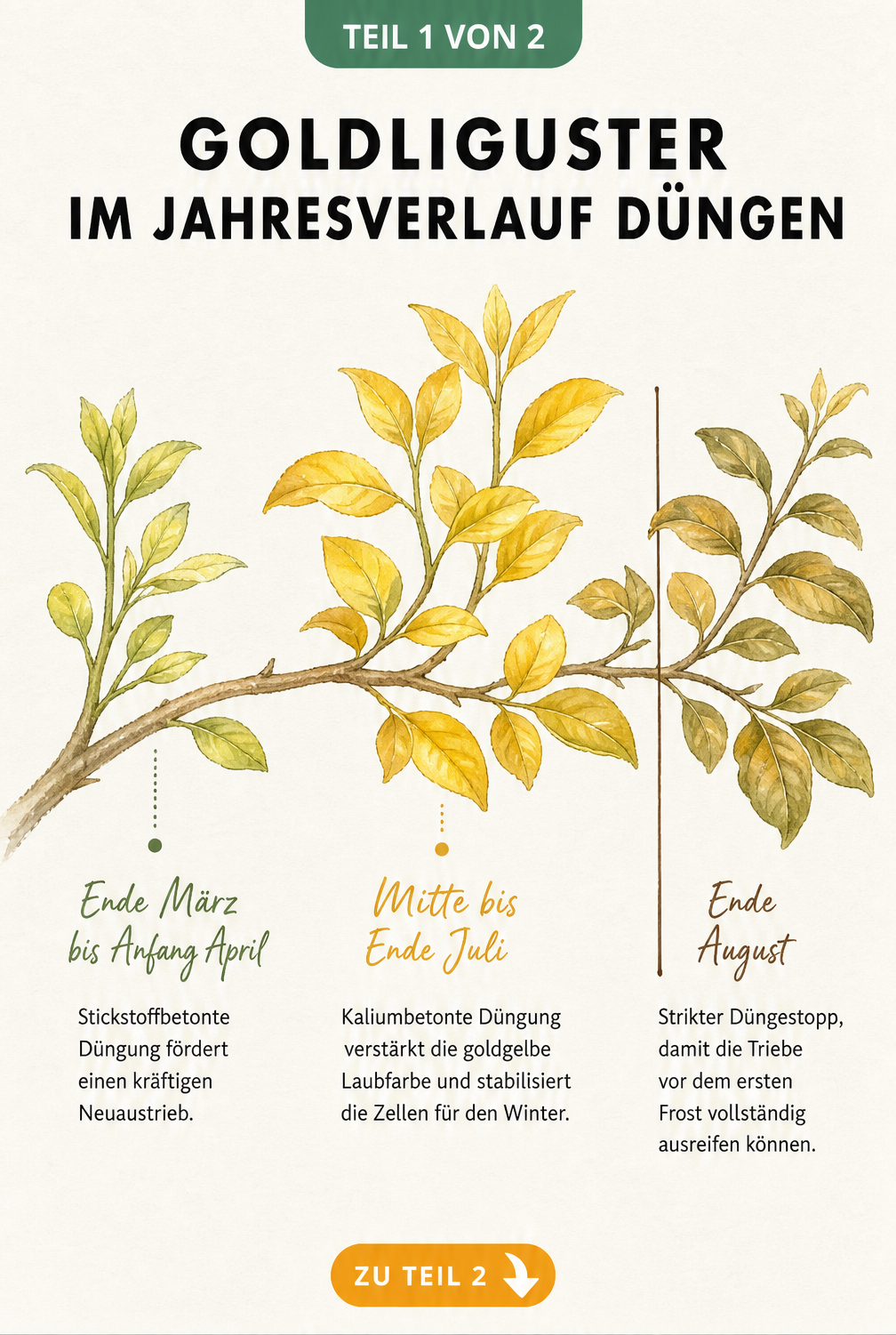 Aquarell-Illustration eines Goldliguster-Zweigs, der die Düngung im Jahresverlauf von Frühling bis Spätsommer zeigt