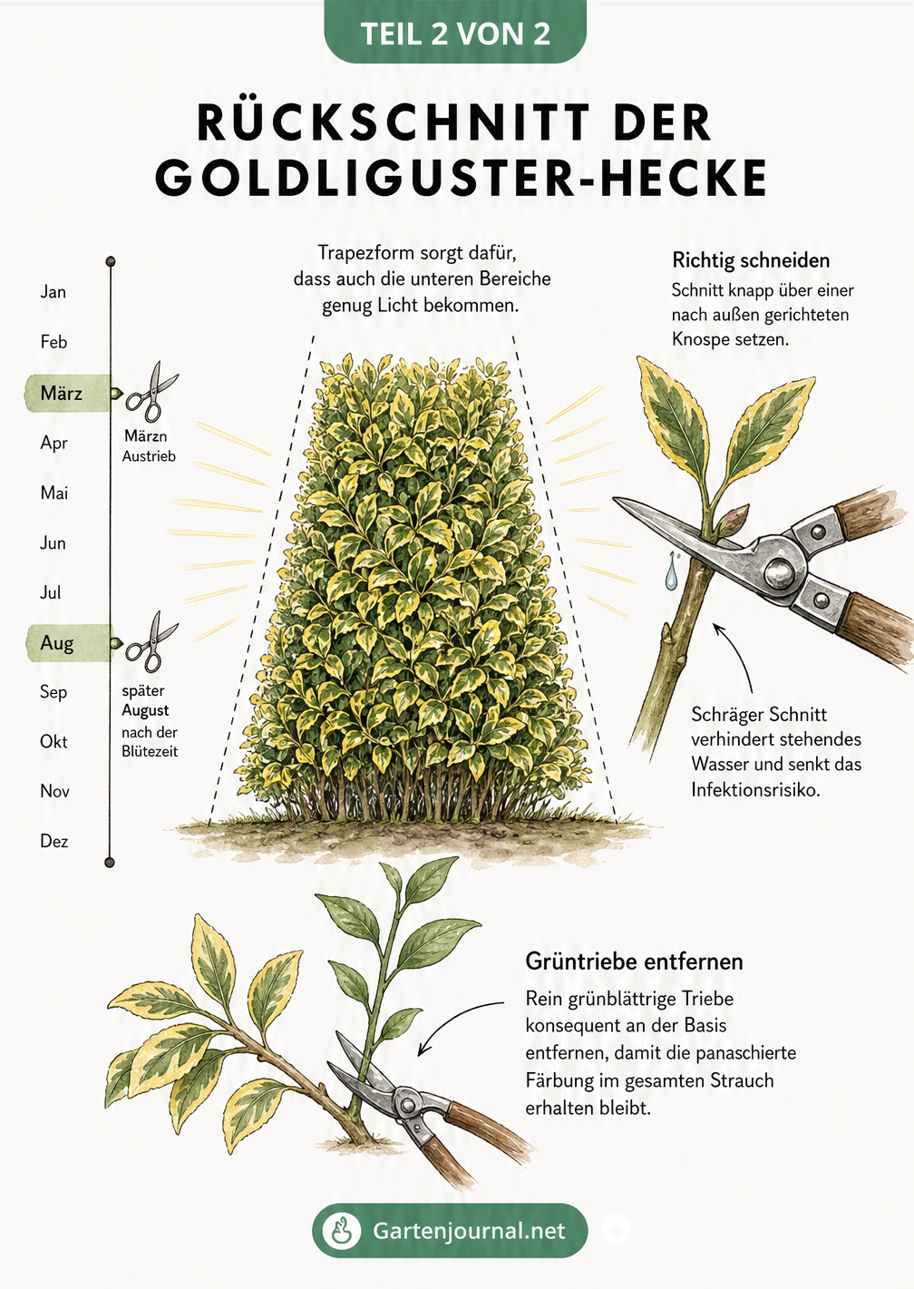 Skizze zum Rückschnitt einer Goldliguster-Hecke in Trapezform mit Jahresstrahl für Schnittzeitpunkte und Detailansicht der Schnittkante.