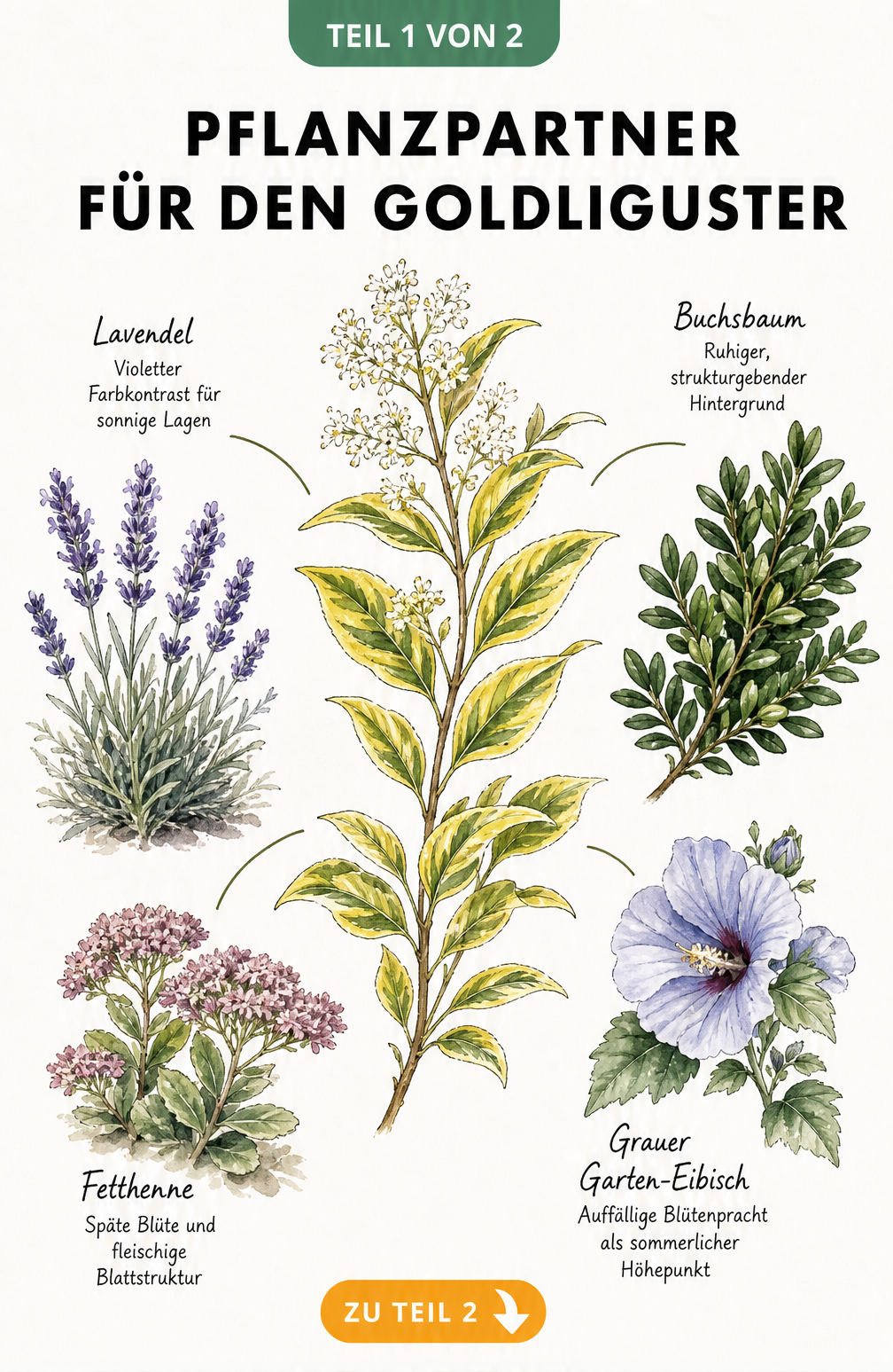 Botanische Illustration von Goldliguster mit Lavendel, Fetthenne, Buchsbaum und Garten-Eibisch als Pflanzpartner