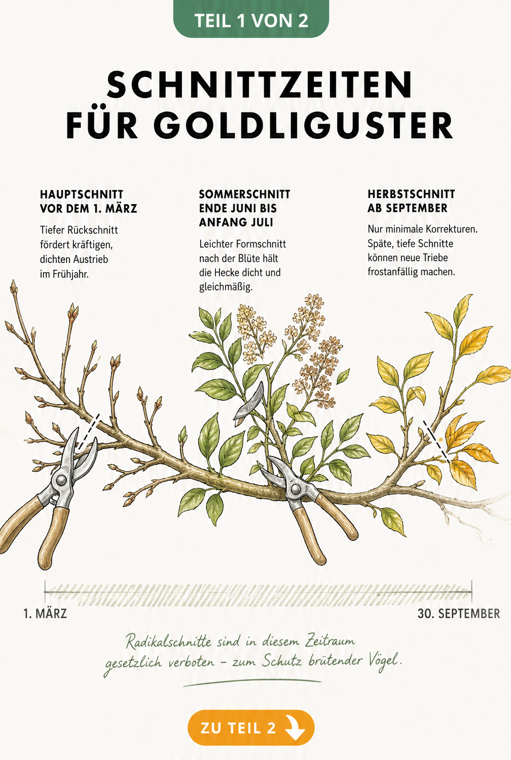 Handgezeichneter Goldliguster-Zweig als Zeitachse mit Markierungen für Frühjahrs-, Sommer- und Herbstschnitt