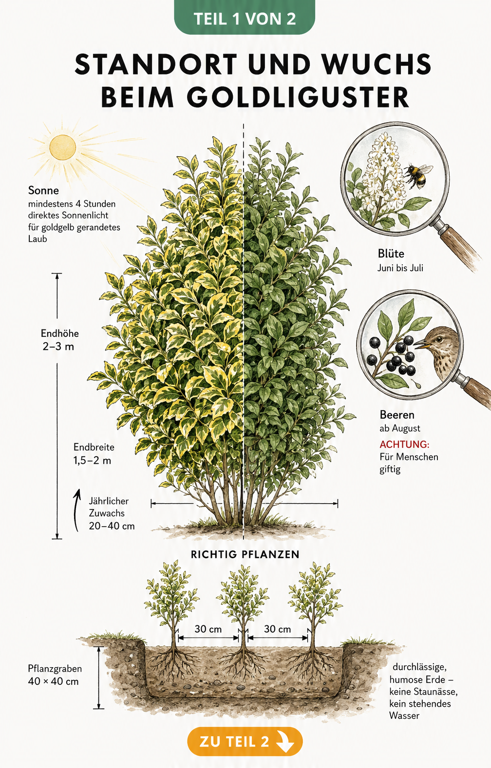 Botanische Illustration eines Goldligusters mit goldgelben Blättern, Maßstab für Wuchshöhe, Blüten, Beeren und Pflanzabstand im Querschnitt.