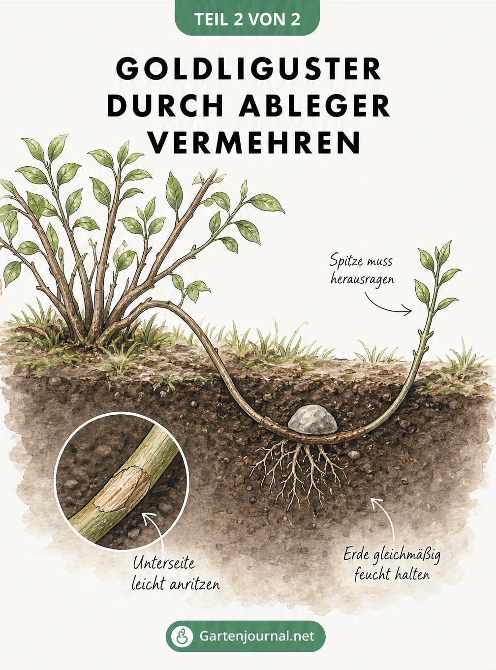 Querschnitt-Zeichnung eines Goldliguster-Ablegers, der in einer Erdmulde fixiert ist und neue Wurzeln bildet.