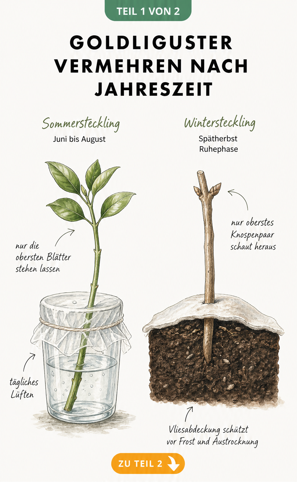 Illustration von zwei Methoden zur Vermehrung von Goldliguster: Ein grüner Steckling im Wasserglas und ein verholztes Steckholz in der Erde.