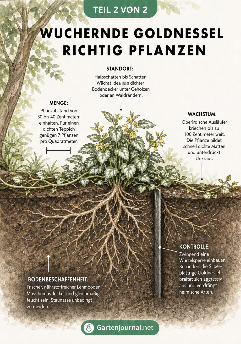 Querschnitt durch ein Gartenbeet mit gepflanzter Goldnessel, Ausläufern und einer Wurzelsperre im Boden